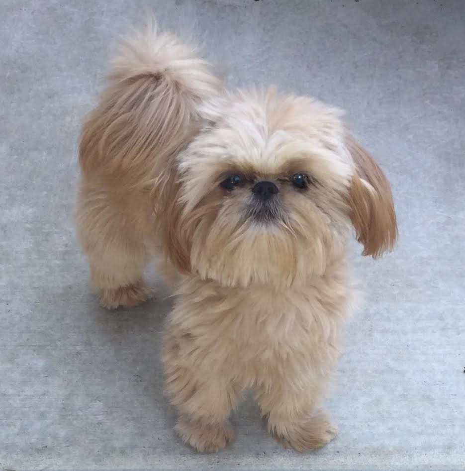 Imperial shih tzu puppies store for sale near me